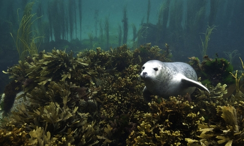 Grey Seal Pup In Seaweeds