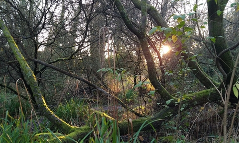 Onchan Wetlands