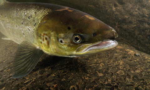 Atlantic salmon