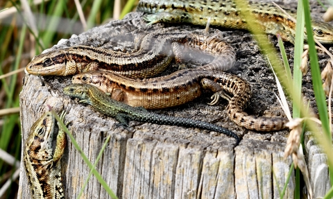 5 Common Lizards warming themselves in the sun sitting on top of a wooden post.