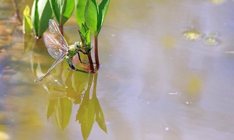 A blue and green Emperor Dragonfly sits on the stem of a Bog bean plant with its tail submerged in the water as it lays eggs in the pond plant.