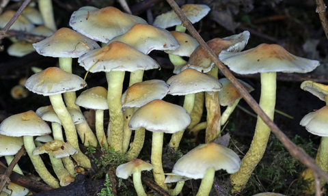 Sulphur Tuft fungi