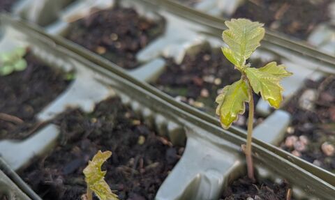oak sapling coming through soil