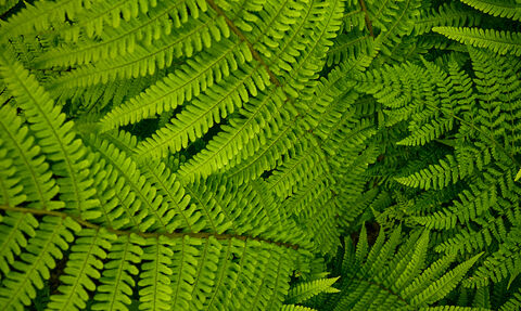 Ferns at Glion Darragh
