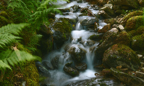 Stream at MWT Glion Darragh Reserve by Adam Morgan and Ciara Hardisty, Biosphere Photographers in Residence
