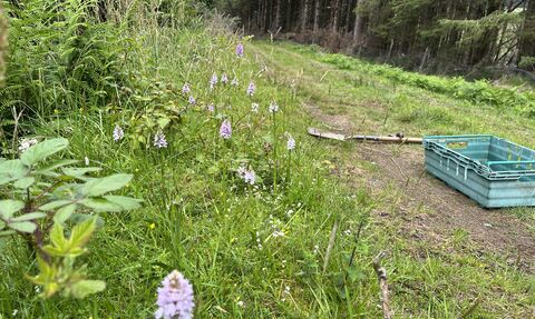 Orchids and woodland margin work at MWT Glion Darragh reserve