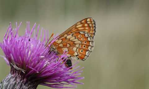 Marsh Fritillary, Vaughn Matthews