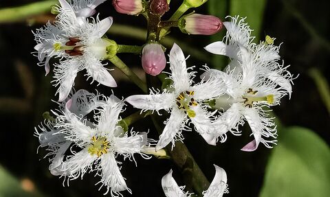 Bog bean