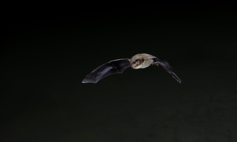 Bat 