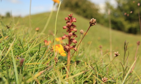 Frog orchid