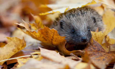 hedgehog