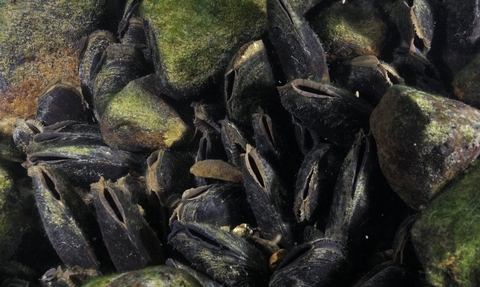 Freshwater pearl mussel