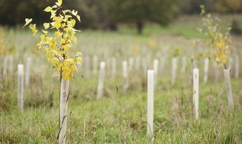 Tree planting 