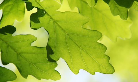 Oak leaves