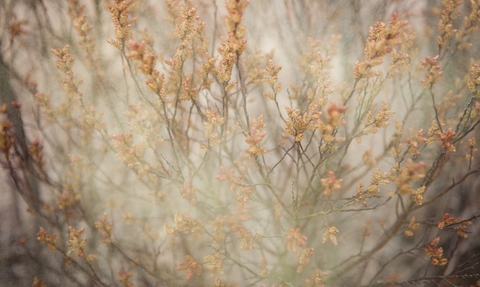 Bog myrtle 