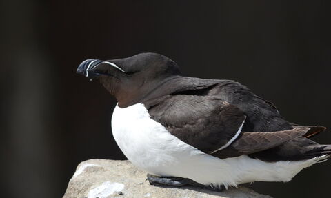 razorbill