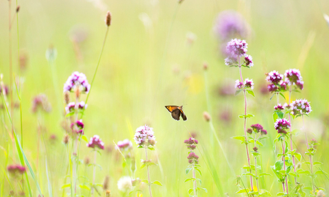 wildflowers