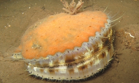 Queen scallop