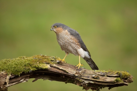 The Wildlife Trusts - Five of our more frequently seen birds of prey! 🦅 🔍Sparrowhawk - fairly small and the one you're most likely to see in your garden. They have grey