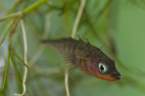 Freshwater fish | Manx Wildlife Trust