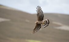 Hen harrier (c) Mark Hamblin-2020VISION