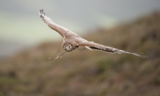 Hen harrier