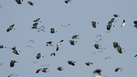 Lapwing Manx Wildlife Trust