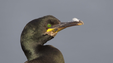 Shag