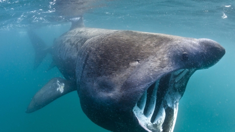 Basking shark