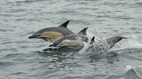 Common Dolphin