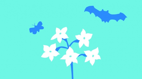 bats and moths illustration