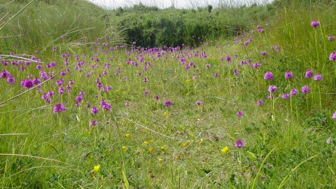 Pyramidal orchids at Cronk y Bing