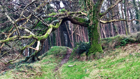 Hairpin Woodlands