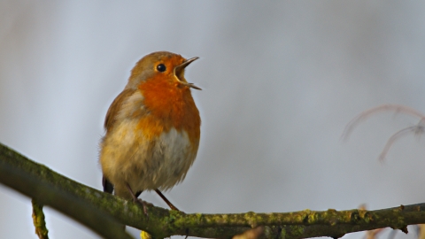 Christmas Robin
