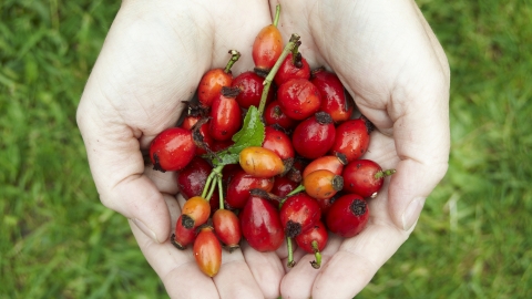 Berries