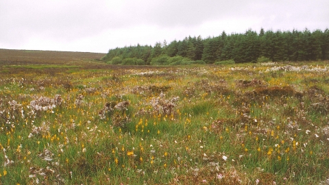 Dalby Mountain bog