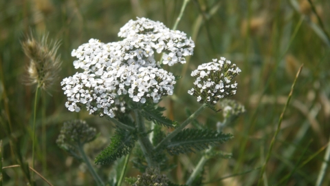 Dobbies Yarrow