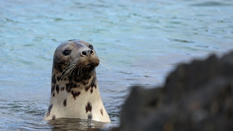 Seal at the Calf