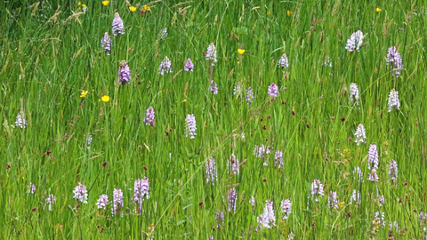Orchids at Close Sartfield