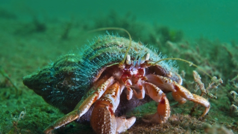 Hermit crab