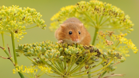 Field mouse