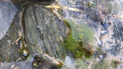 Rockpool