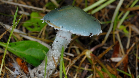 Blue roundhead mushroom
