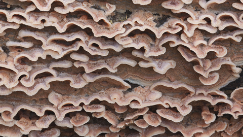 Oak Fungus