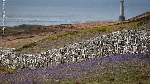 Dry Stone Wall Calf of man