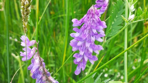 Ballamooar meadow