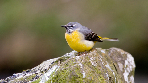 A male grey wagtail perched on a moss-covered rock, it's bright yellow belly a sharp contrast to the darker surroundings