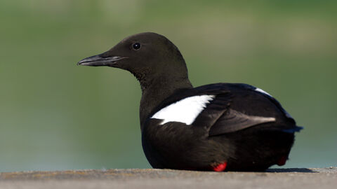 guillemot