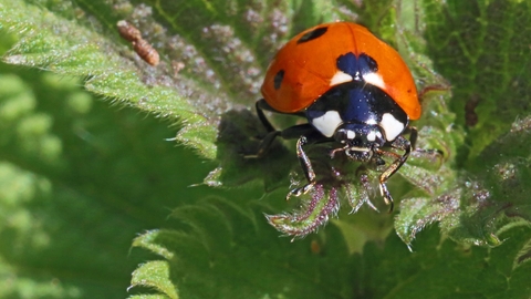 Image of a ladybird on a leaf. 