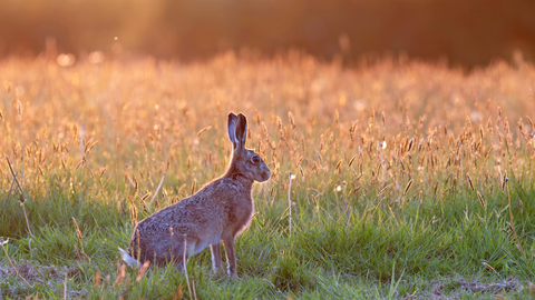 A hare standing in a field at sunset/sunrise. 